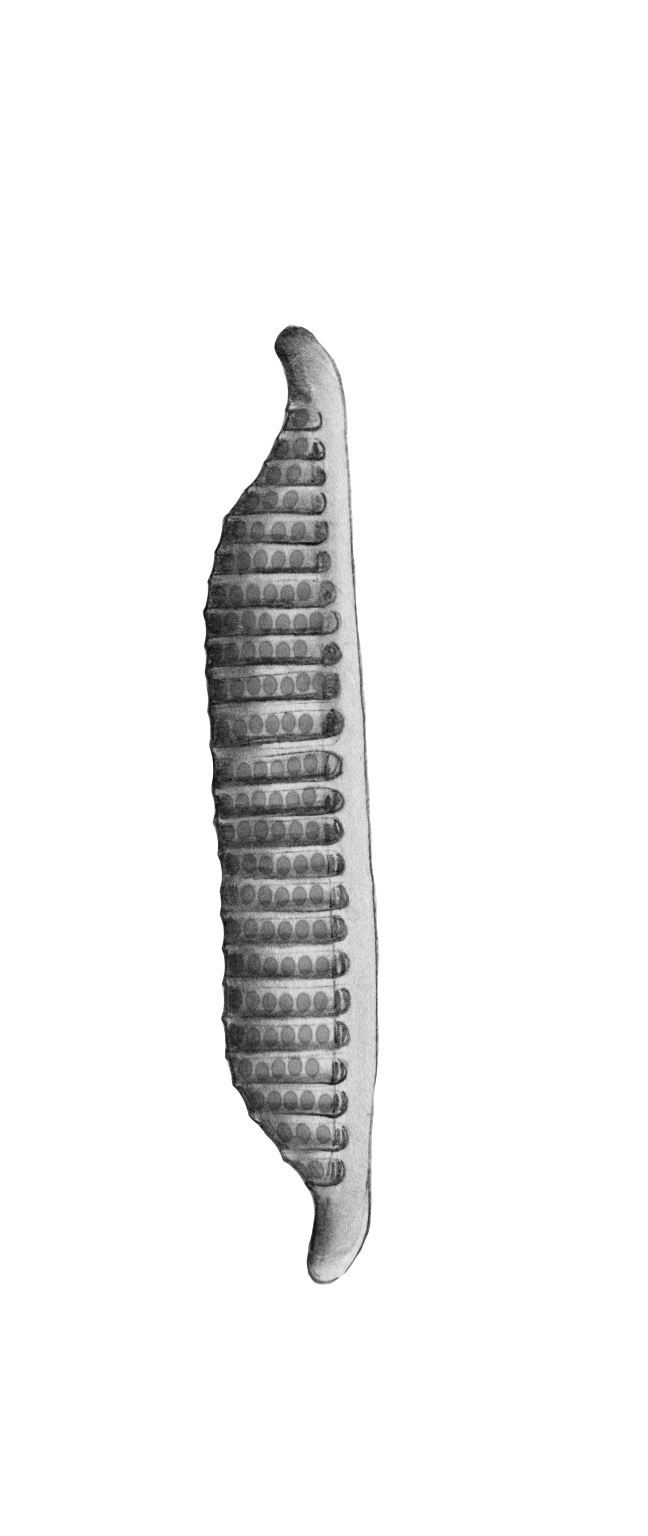 Dictyocha speculum